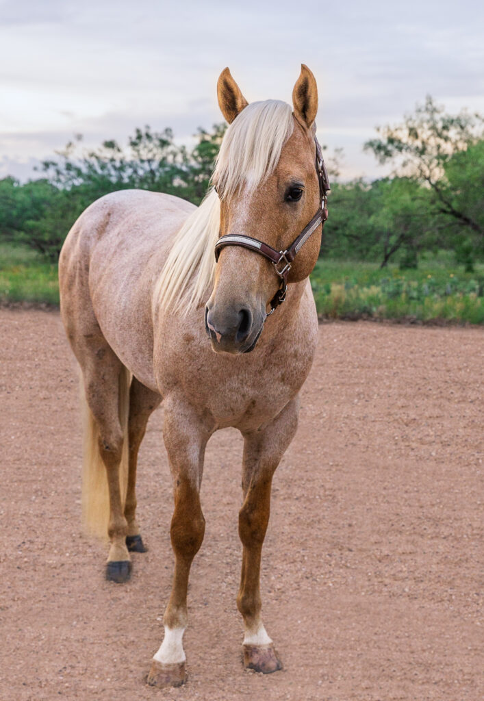 horse photo session with Jennifer Pitts Creative in Cisco Texas